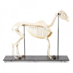Horse Skeleton Model, Female, Specimen