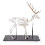 Red Deer Skeleton Model, Male, Articulated