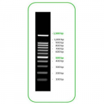DNA Marker, 11 Fragments, 250-10,000bp Ladder