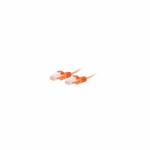 UTP Snagless Slim Network Cable, Orange, 7'