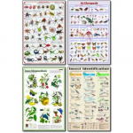 Insects Poster Set, Laminated